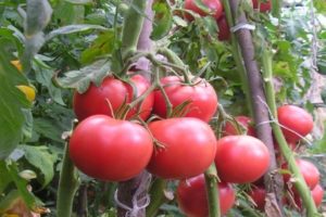 Descripción de la variedad de tomate Kasamori y sus características
