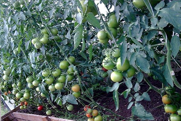 pomidor kasamori
