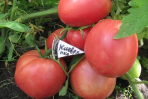 Beschrijving van een grootvruchtige tomatenvariëteit Kievlyanka en zijn opbrengst