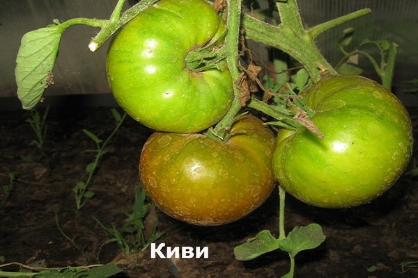tomato kiwi