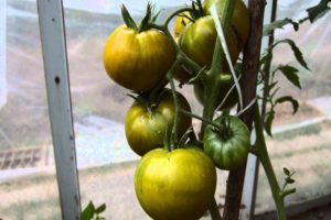 Kivių žaliųjų pomidorų veislės ir jų savybių aprašymas