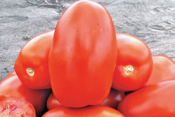 Nogatavojies tomāts