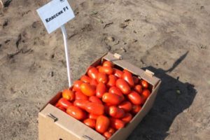 Descripción de la variedad de tomate Classic y sus características