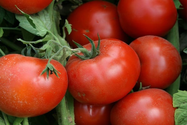 paradajka v polovici sezóny