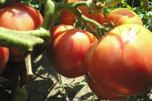 Beskrivning av tomatsorten Kärlek jordisk och dess egenskaper