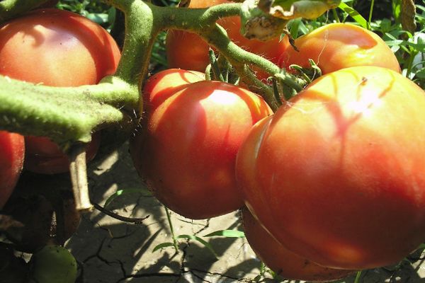 Pomidory w szklarni