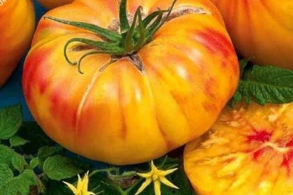 Rijpe tomaat