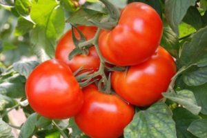 Beskrivning av tomatsorten Moment och dess egenskaper