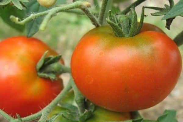 Fruta de tomate
