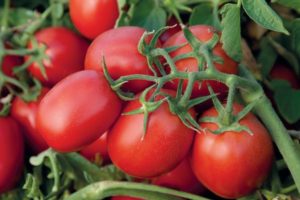 Beschrijving van het tomatenras Monti F1 en zijn kenmerken