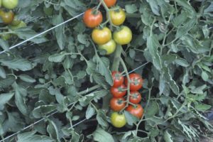 Descripción de la variedad de tomate Nadezhda y su rendimiento.