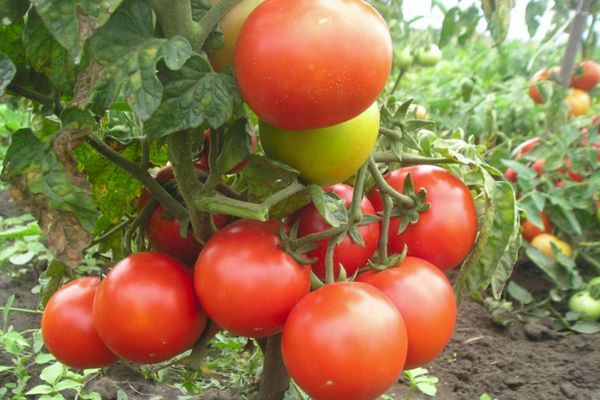 Untergroße Tomaten