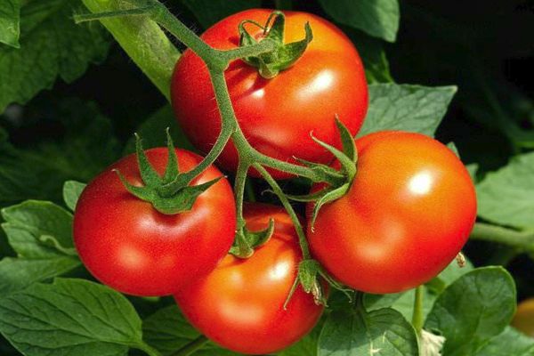 Tomaatti Nevsky