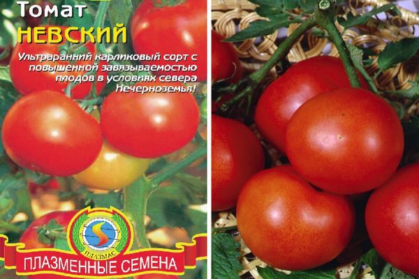 Híbrido de tomate