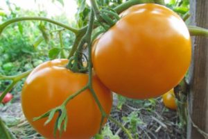 Pomidorų veislės „Oranžinis stebuklas“ ir jo savybių aprašymas