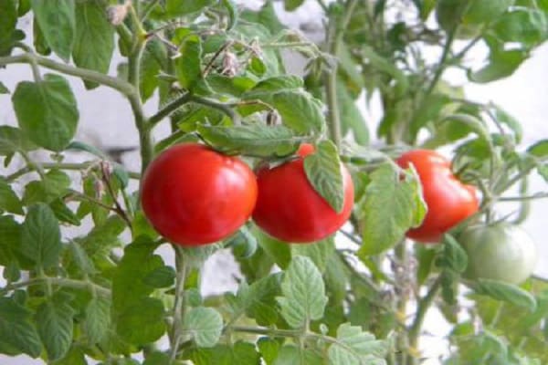 blizgus pomidoras
