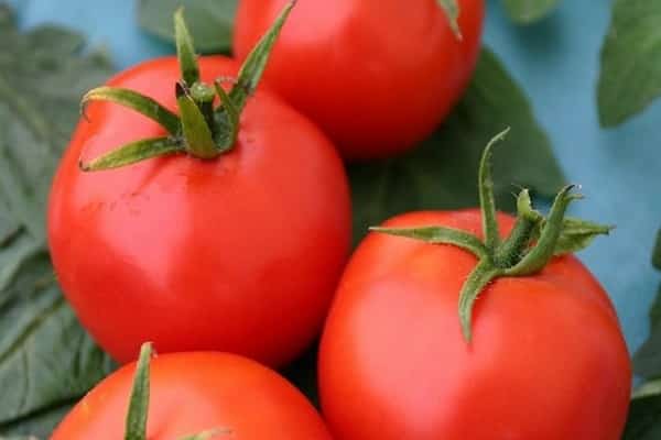 satysfakcjonujący pomidor