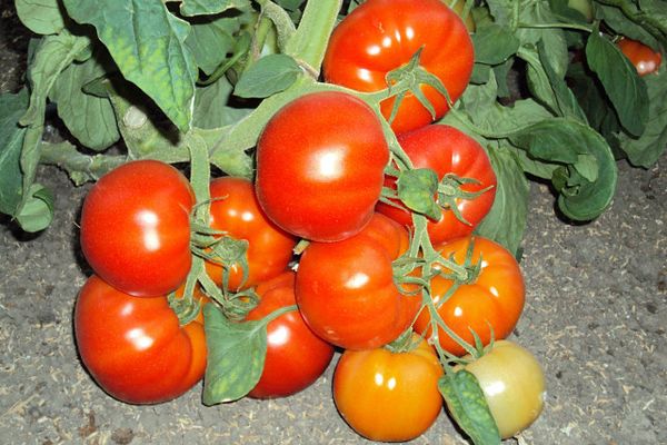 Pelageya-tomaatit