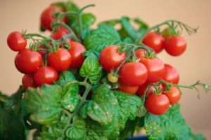 Descripción de la variedad de tomate pigmeo y características de cultivo.