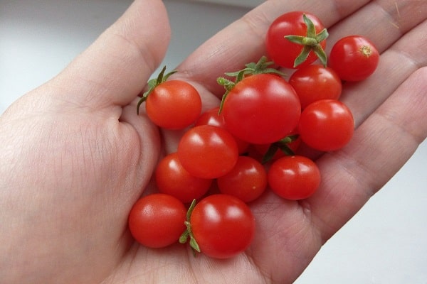 pygmee tomaat