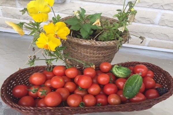 pomidoras su agurkais