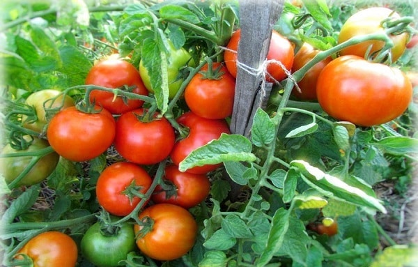 tomato bbw