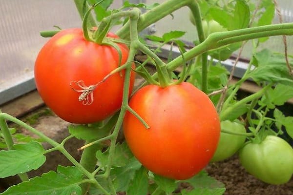 krafna od rajčice
