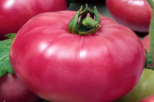 Opis odrody paradajok Robinson a jej vlastnosti