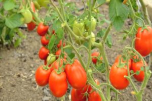 Beskrivelse af variationen af ​​tomat Roker og dens egenskaber