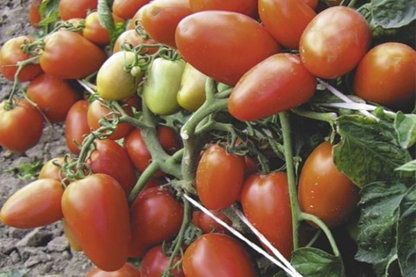 Augantis pomidoras