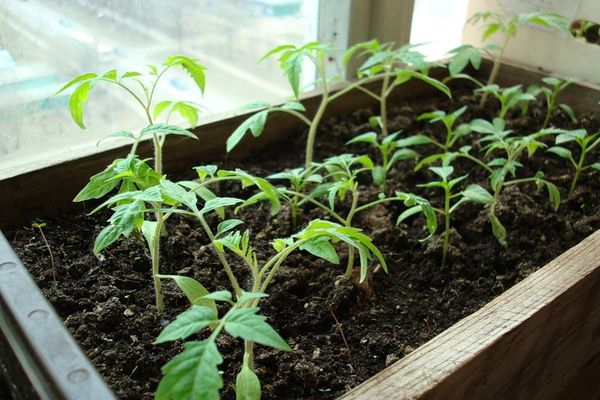 Seedlings of tomatoes