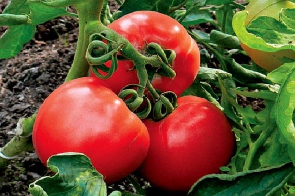 háďatka paradajková