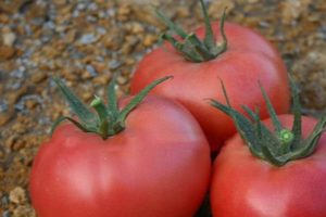 Descripción de la variedad de tomate Roseanne F1 y sus características