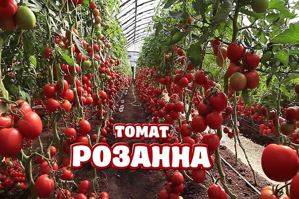 tomato without chemistry