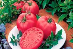 Pink Dream domates çeşidinin tanımı ve özellikleri