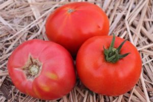 Opis odrody ružových titánových paradajok a jej vlastnosti