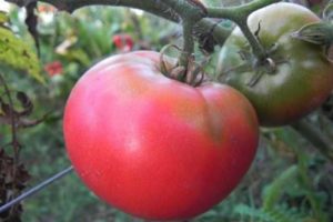 Opis odrody paradajok Pink King a jej vlastnosti