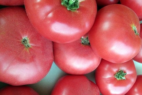 karališkas pomidoras