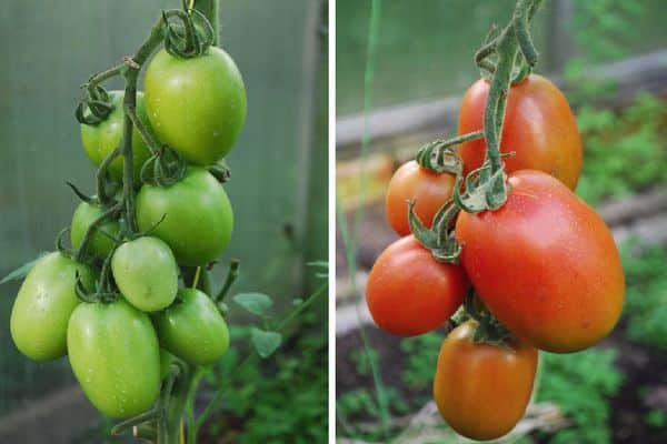 Yeşil domates