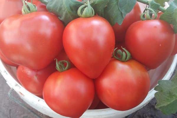 Nogatavojušies tomāti