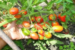 Tomaattilajikkeen kuvaus Sokeri-luumuvadelma, sen hoito