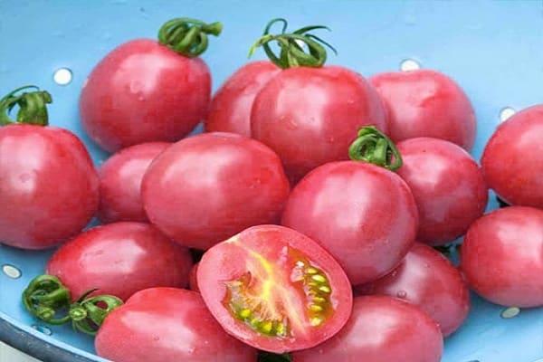 skoré zrelé paradajky