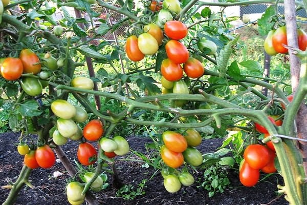 vroege rijpe tomaten