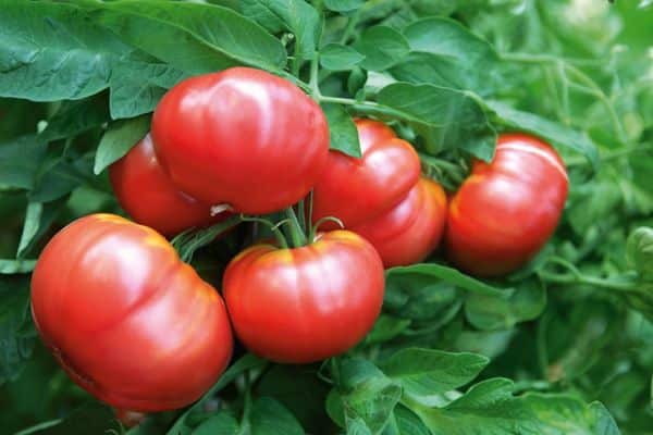 Veľké paradajky
