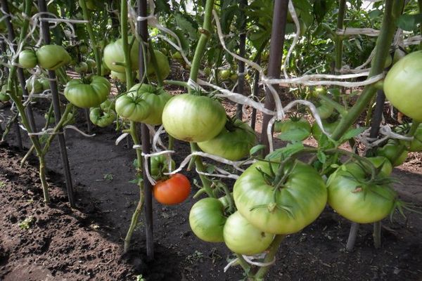 Gebundene Tomaten