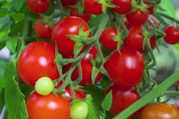 Odling av tomat