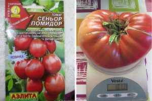 Περιγραφή της ποικιλίας ντομάτας Senior ντομάτα και η απόδοσή της