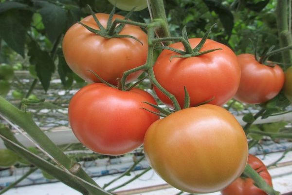 Neprinokę pomidorai