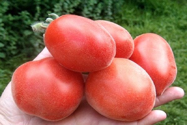 Pfirsich Tomaten