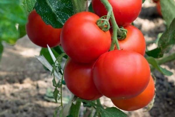 Modne tomater